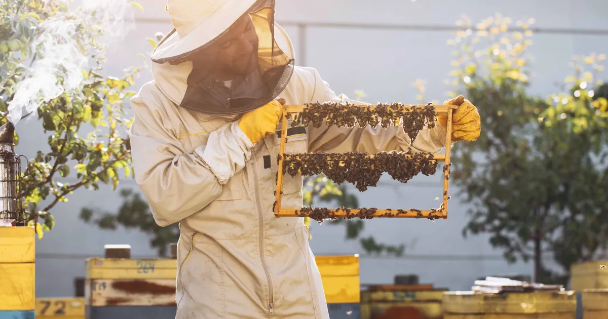 kralice ariyi uzun yasatan ari sutu insanlar icin de saglik kalkani eJ5QgyiU.webp